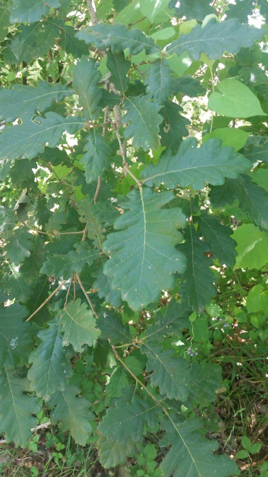 Foglie di quercia